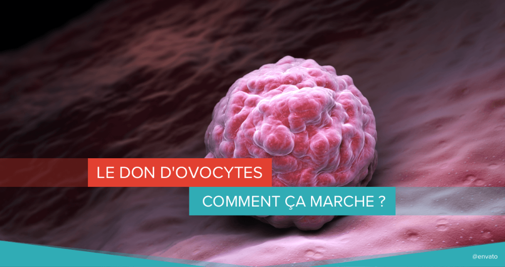 don ovocytes